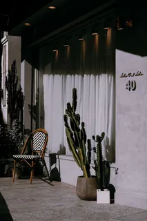 绿色仙人掌仙人球摄影素材