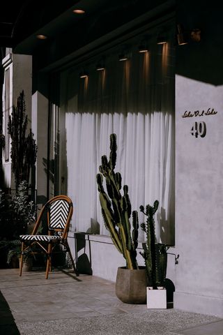 绿色仙人掌仙人球摄影素材