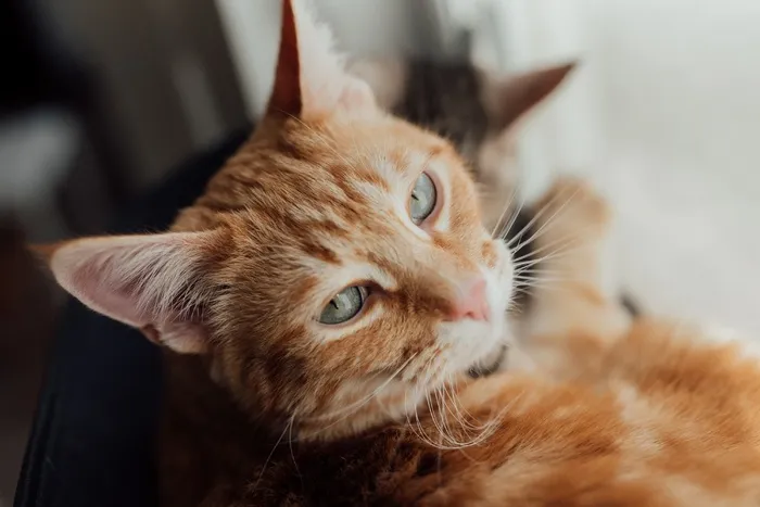 可爱猫咪猫猫摄影素材
