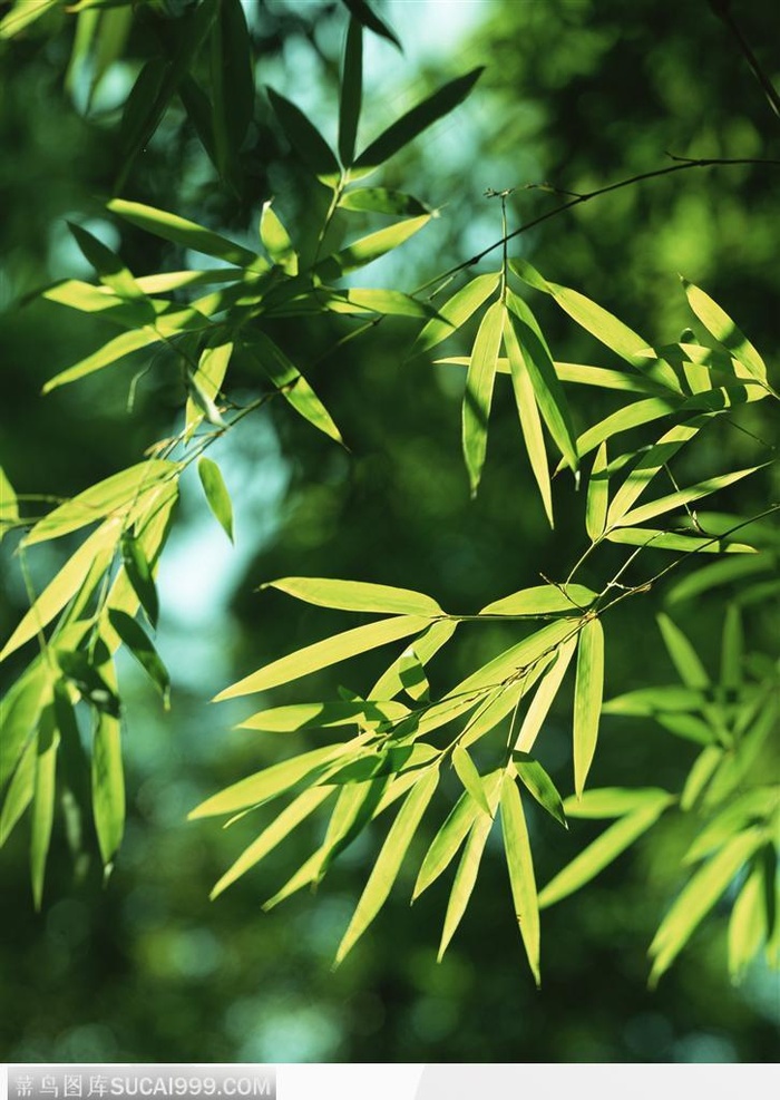 四季花木-阳光下竹叶