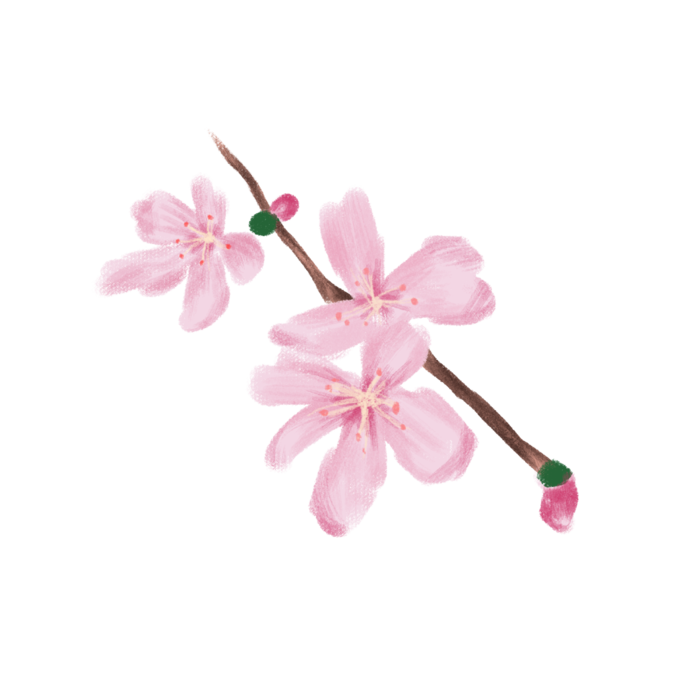 春天浪漫粉红色樱花手绘樱花梅花桃花花朵图片PNG免扣素材