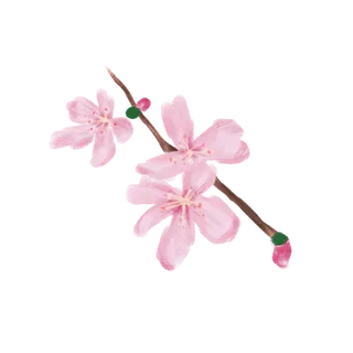 春天浪漫粉红色樱花手绘樱花梅花桃花花朵图片PNG免扣素材