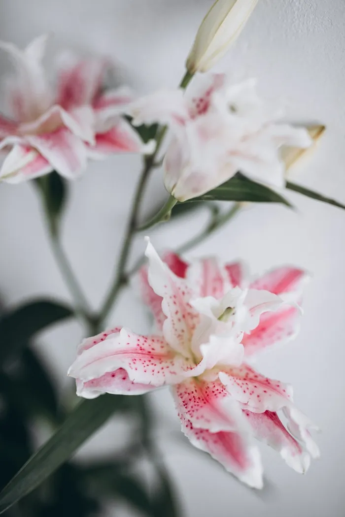 白色纯洁百合摄影素材 白色纯洁百合摄影素材