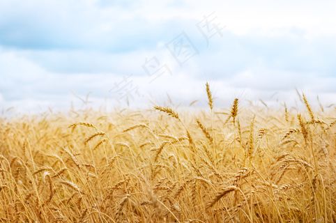 麦田风景图片下载