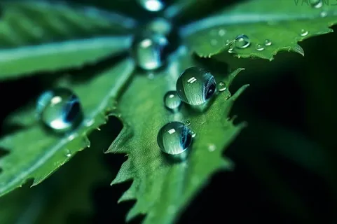 露珠绿叶摄影背景