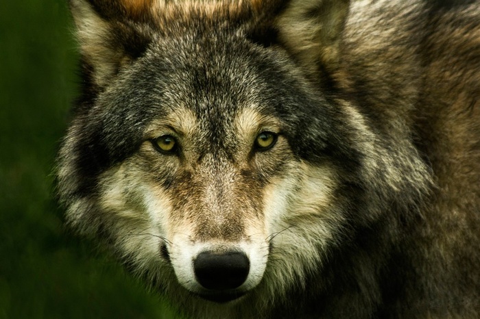 2K高清近照野生动物狼图片