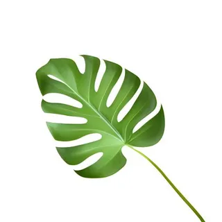 叶子龟背竹免抠