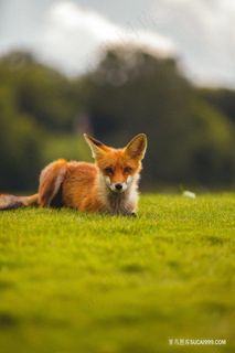 草原上趴伏的野生赤狐动物图片