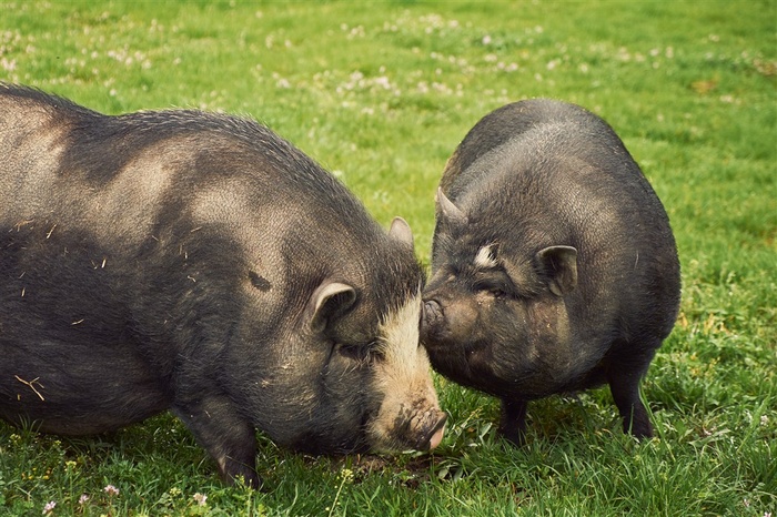 可爱的猪家禽动物图