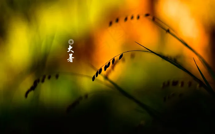 二十四节气大暑高清背景