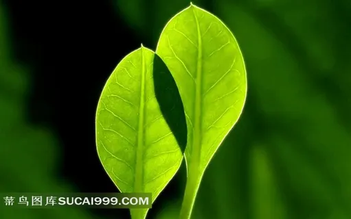 小清新绿叶高清图片 小清新绿叶高清图片