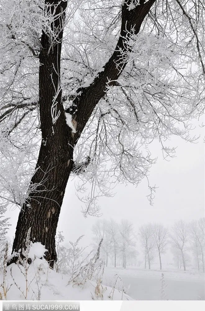 雾松叠雪