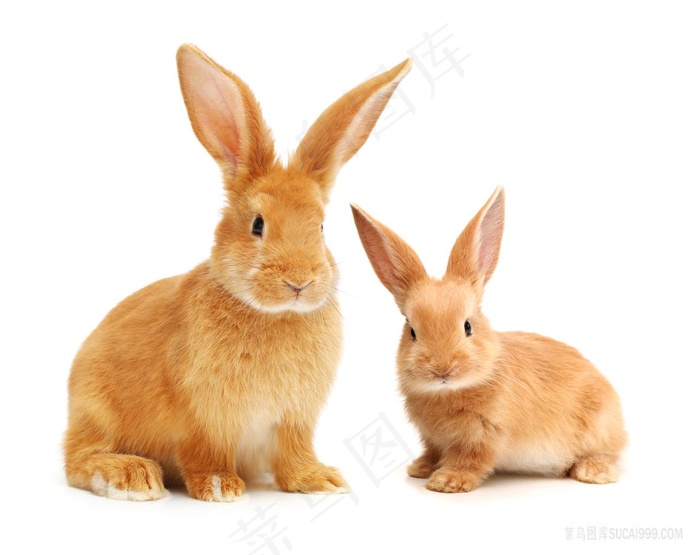 两只萌萌的小兔子