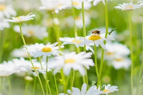 花丛与小蜜蜂 花丛与小蜜蜂