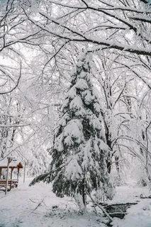 冬天白雪林木背景风景 冬天白雪林木背景风景