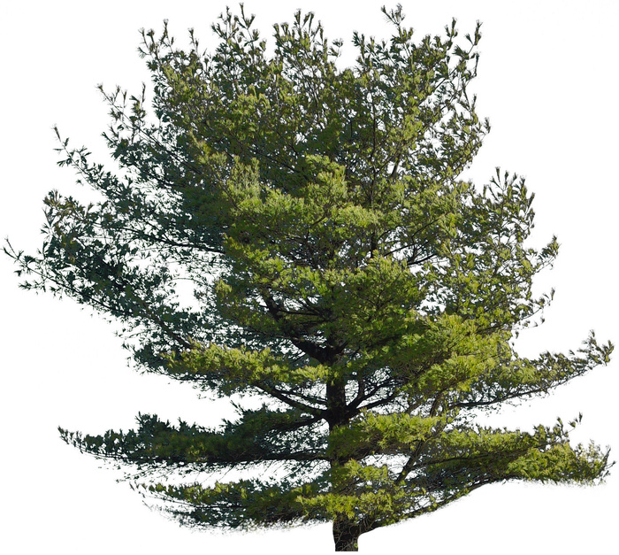 高清树木素材 免抠PSD植物素材 美术绘画园林贴图 树草灌木花草