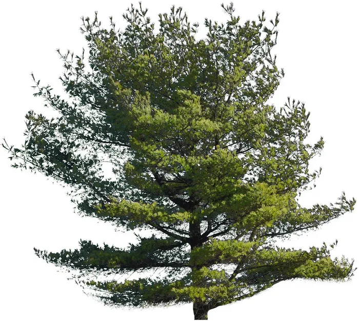 高清树木素材 免抠PSD植物素材 美术绘画园林贴图 树草灌木花草psd模版下载
