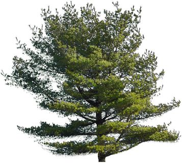 高清树木素材 免抠PSD植物素材 美术绘画园林贴图 树草灌木花草