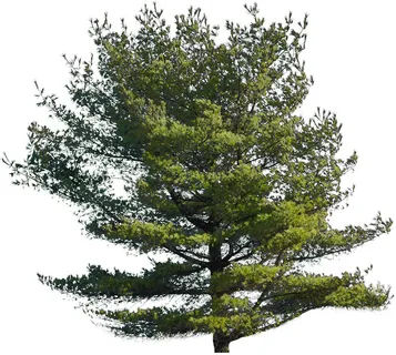 高清树木素材 免抠PSD植物素材 美术绘画园林贴图 树草灌木花草 高清树木素材 免抠PSD植物素材 美术绘画园林贴图 树草灌木花草