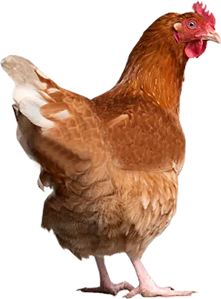 家禽母鸡png免扣透明png元素