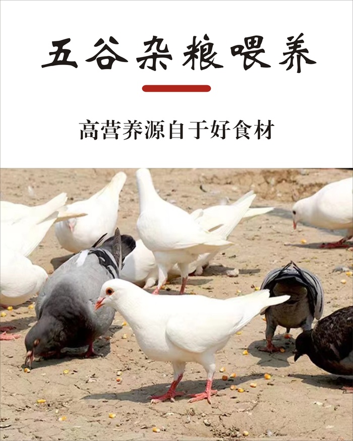 鸽子大全展板1cdr矢量模版下载