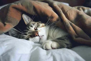 被窝里睡觉的猫猫，可爱的动物摄影图