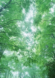 森林树木环境摄影图片 森林树木环境摄影图片