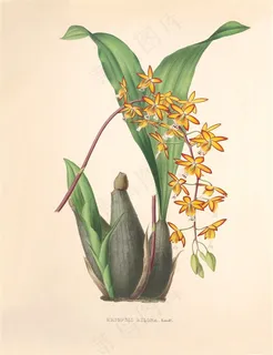 花卉植物彩绘插画图片 花卉植物彩绘插画图片