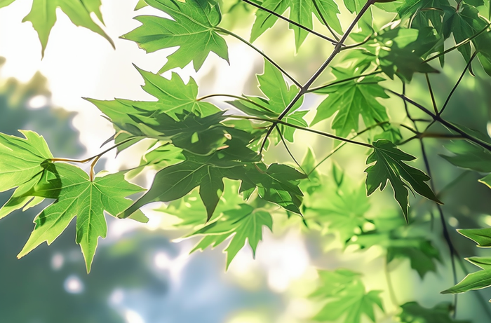 夏天阳光下的绿叶摄影图(4080x2688)