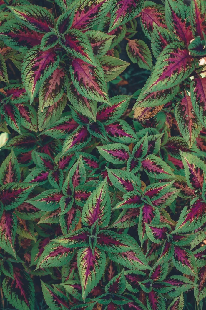 彩叶草图片