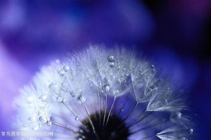 高清唯美蒲公英鲜花图片