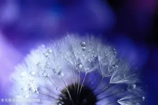 高清唯美蒲公英鲜花图片