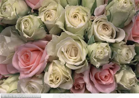 黄色和粉色玫瑰花