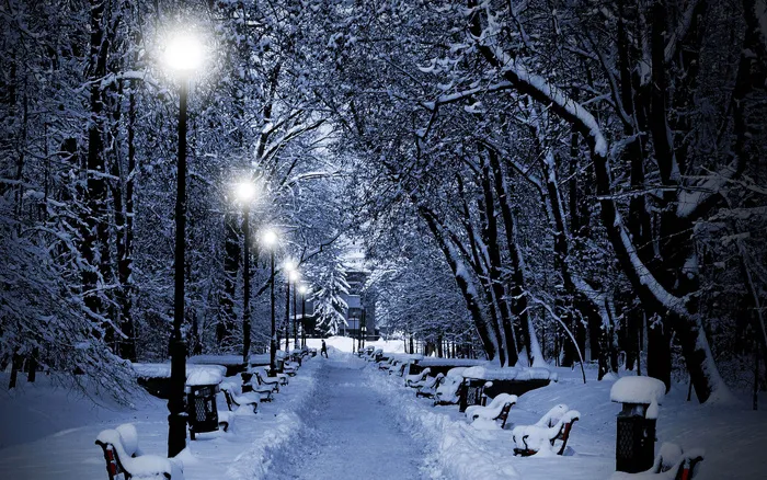 唯美高清树林雪景风景
