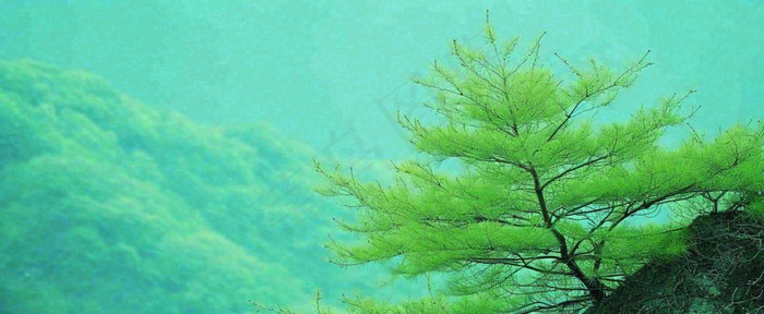 绿色树冠，绿色森林山脉，春天摄影图(1712x704)