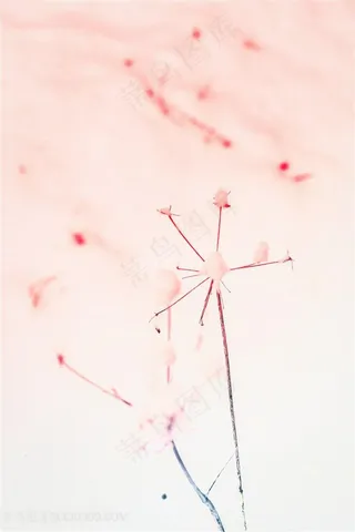 唯美粉红渐变蒲公英背景图片