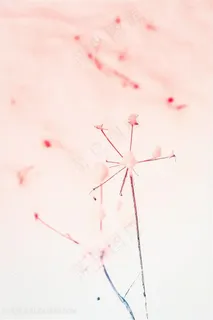 唯美粉红渐变蒲公英背景图片 唯美粉红渐变蒲公英背景图片