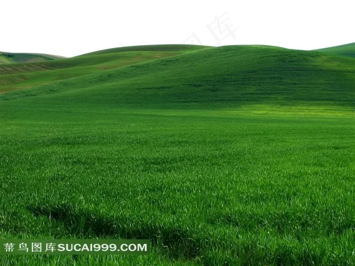 一望无际的绿草地高清图片