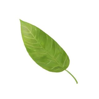叶子树叶免抠
