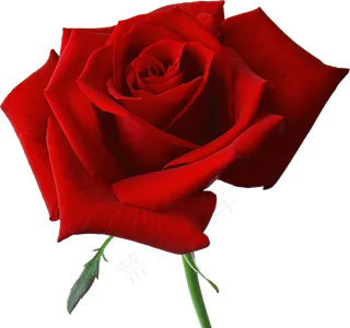 玫瑰 红色 红玫瑰 玫瑰花 花朵 鲜花特写 免抠