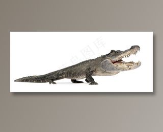 张开嘴的鳄鱼动物高清图片素材