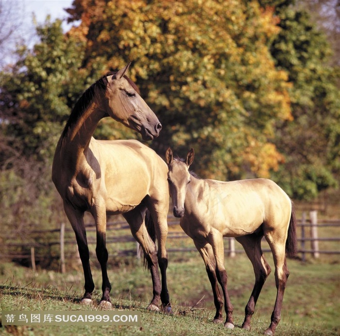 阳光下相偎依的母子骏马
