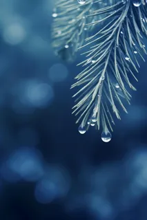 冰雪枝叶蓝色背景