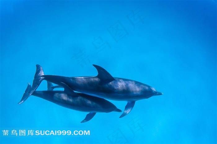 海豚图片素材