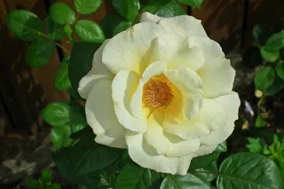 白玫瑰花朵开花图片