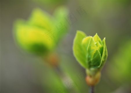 森林树木环境 图片素材