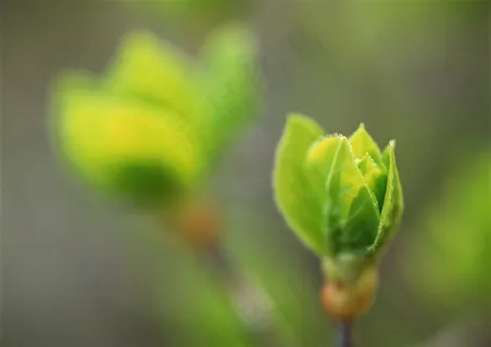 森林树木环境 图片素材 森林树木环境 图片素材