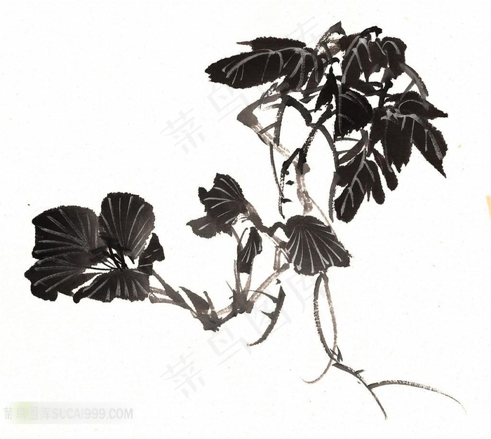 中国风水墨植物花卉绘画高清图片