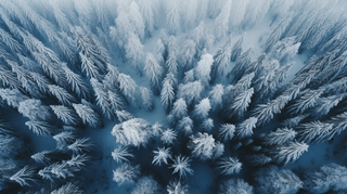 冬季雪景树林俯视鸟瞰摄影图