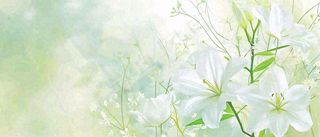 清新白色小花野花野草春天萌芽手绘，春分